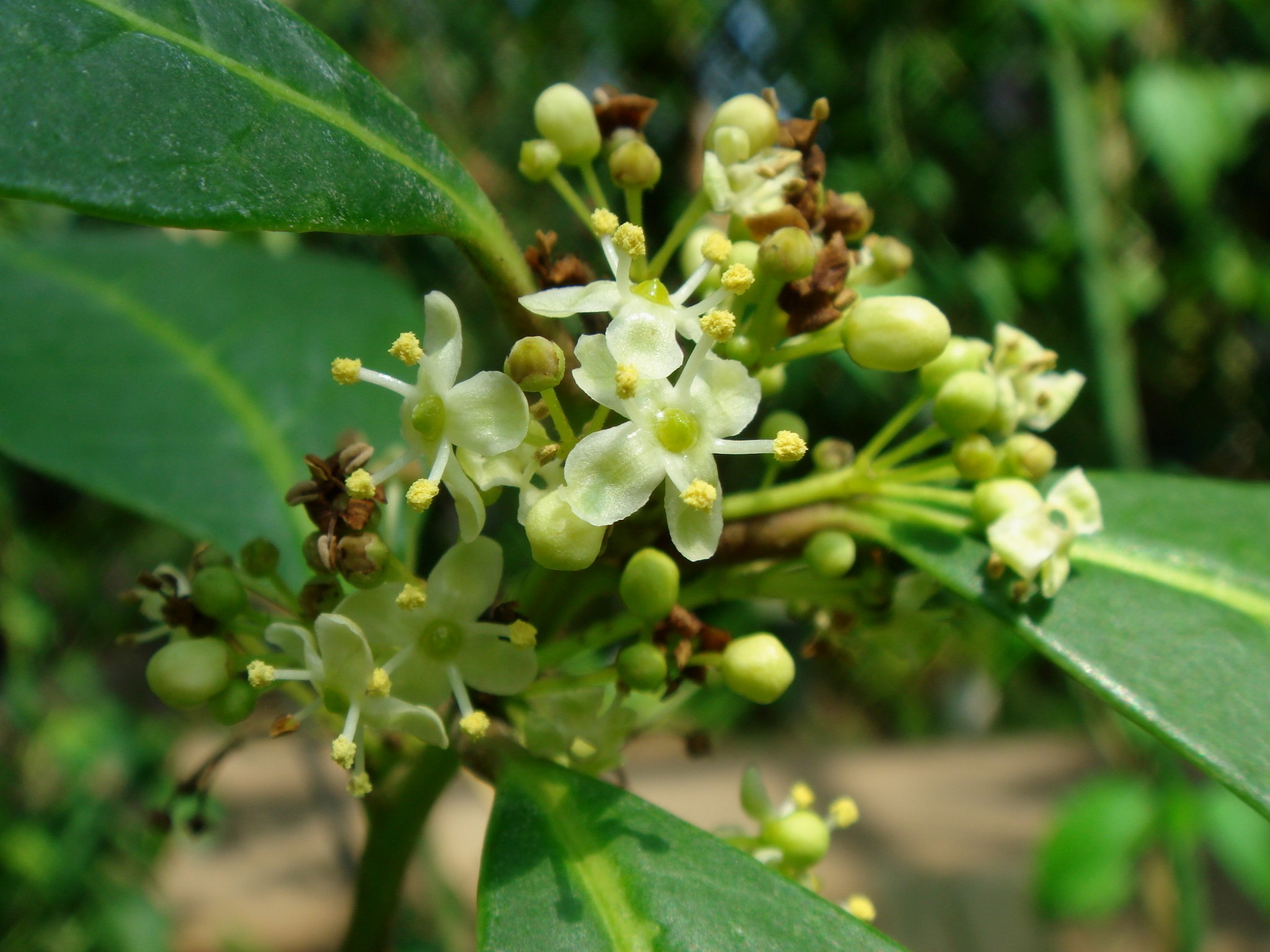 Ilex paraguariensis St.Hilaire